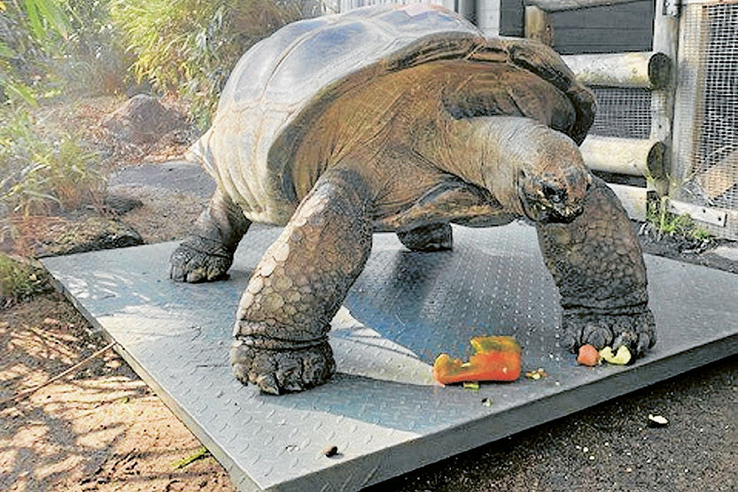 Healthy habits, happy animals