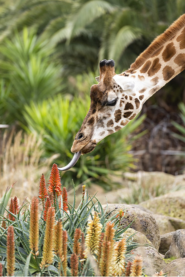 08_Column-Zoo-3.jpg