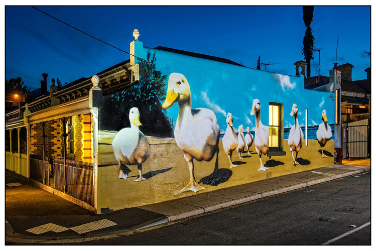 Wiping the ducks clean?