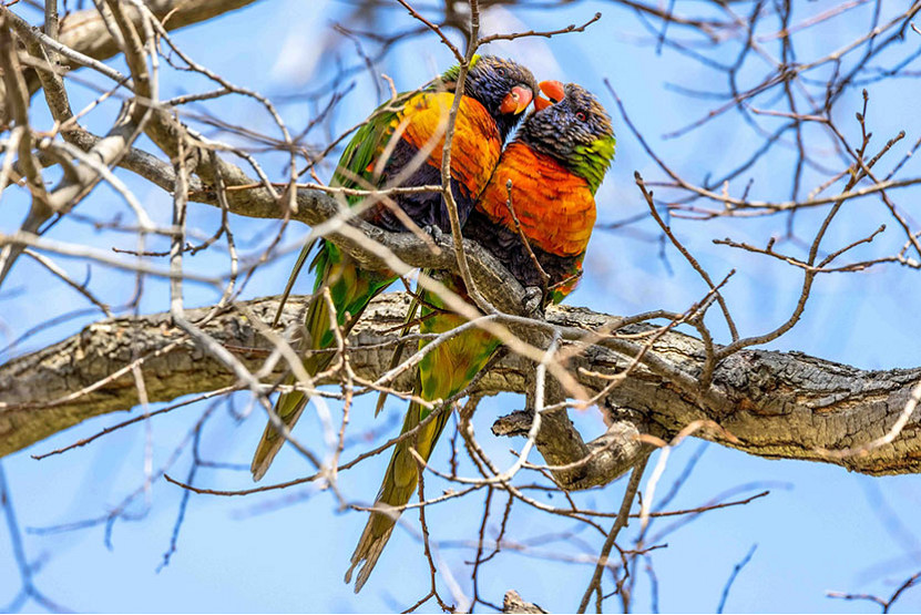 Spring nesting in full swing at Royal Park