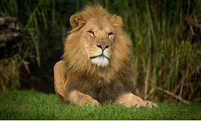 10_Column---Melbourne-Zoo-3.jpg
