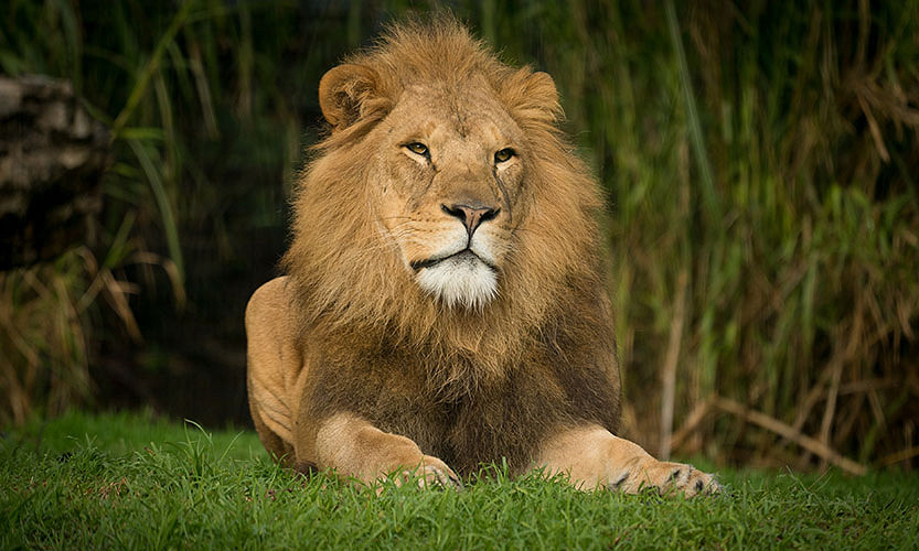 10_Column---Melbourne-Zoo-3.jpg