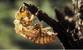 10_Column---Nature-1.jpg