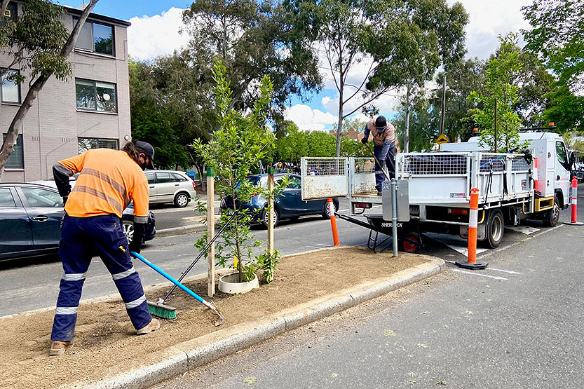 New chestnut trees pop up in Kensington