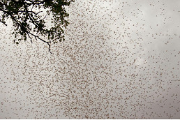 Termite swarm hits Kensington