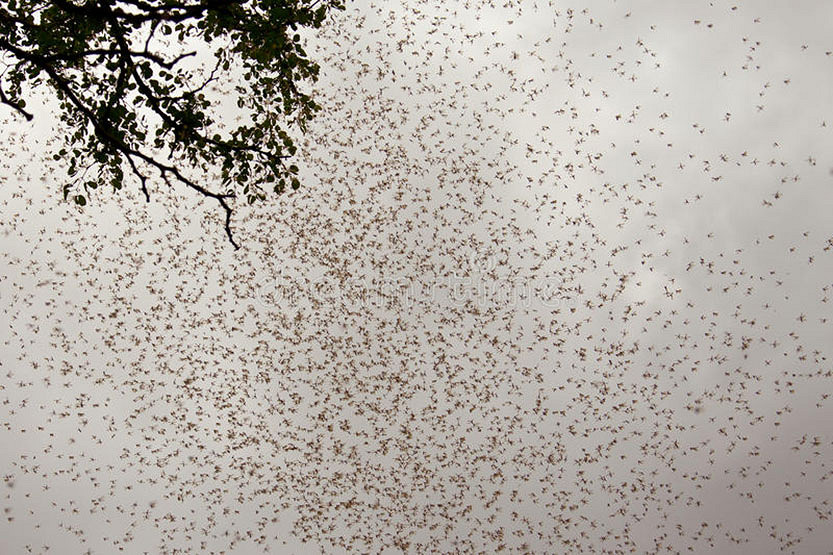 Termite swarm hits Kensington