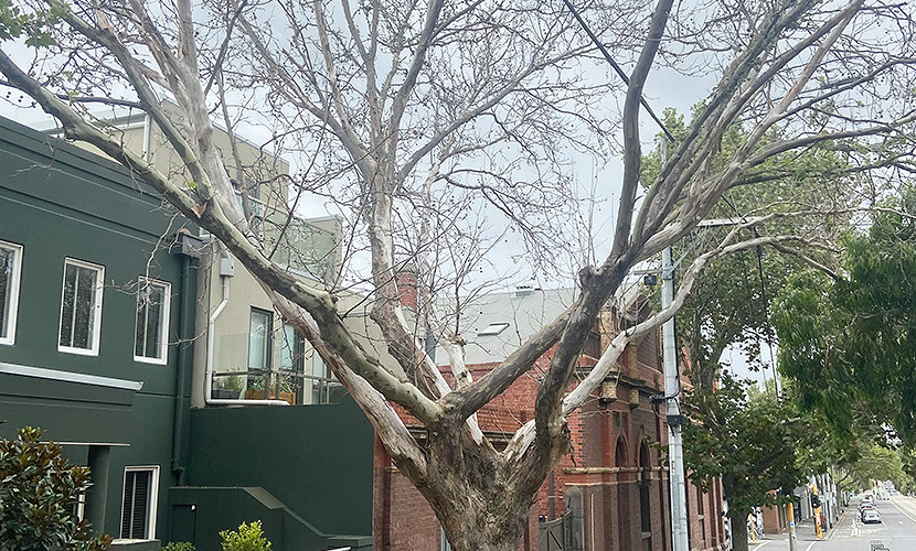 13_Tree-1.jpg