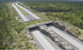 Wildlife corridors