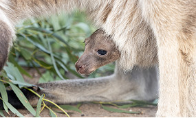 15_Column-Melbourne-Zoo-2.jpg