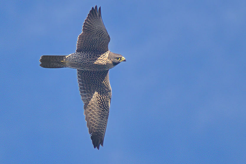 16_Peregrine-2.jpg