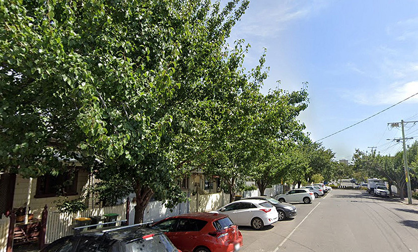 Council seeks feedback on Albermarle St trees