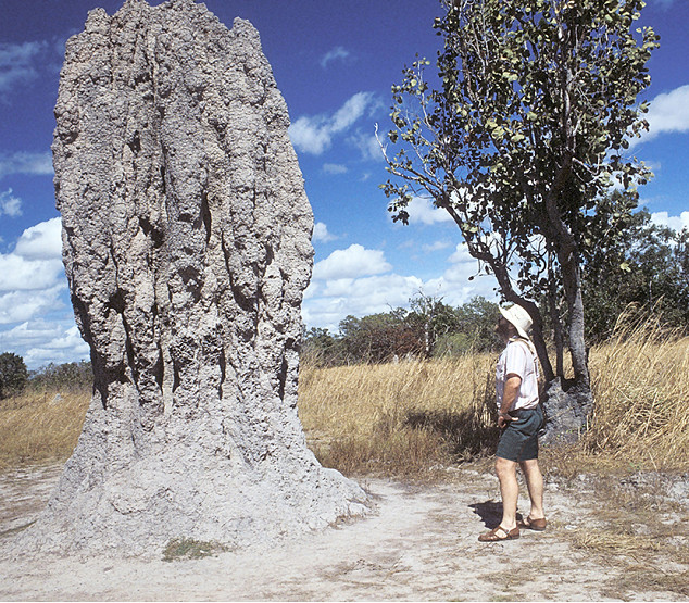 17_Column-Nature-Man_at_ant_hill.jpg