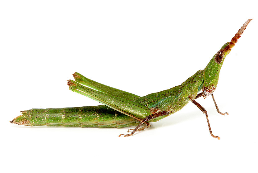 18 Grasshoppers