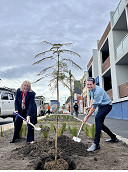 Provost St planting program underway