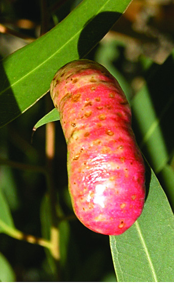 19-Column-Nature-Gall-colourful-on-gum-leaf-BBB.jpg