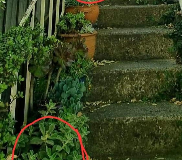 Plant thieves strike again in Kensington