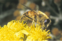21-Column-Nature-Bee-on-blossom-wkdccc.jpg