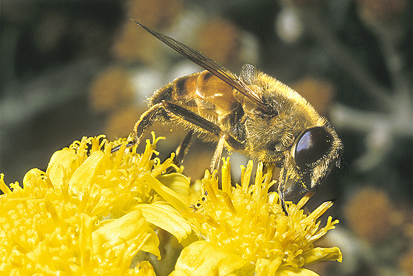 21-Column-Nature-Bee-on-blossom-wkdccc.jpg