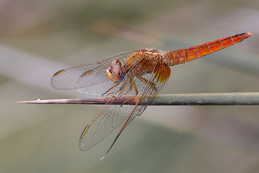 Managing pests using nature – part two