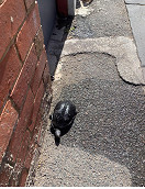 Lost turtle winds up in North Melbourne
