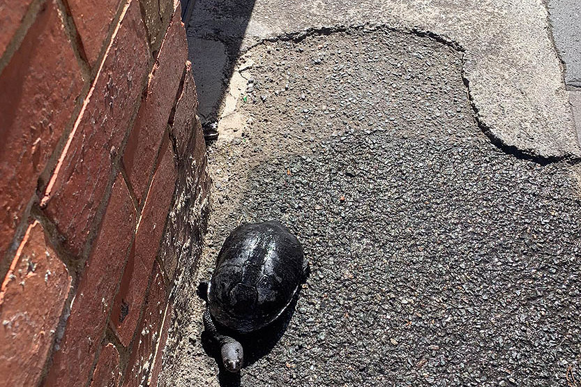 Lost turtle winds up in North Melbourne