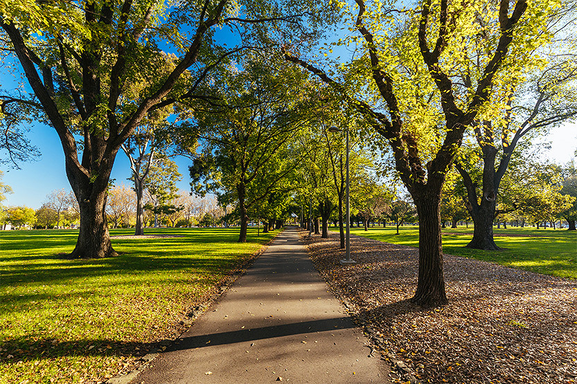 Autumn arrives in Parkville Gardens