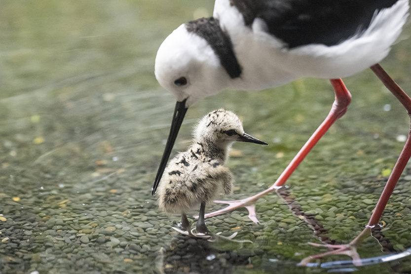 Legs for days! Black-winged stilt chick strides into new habitat