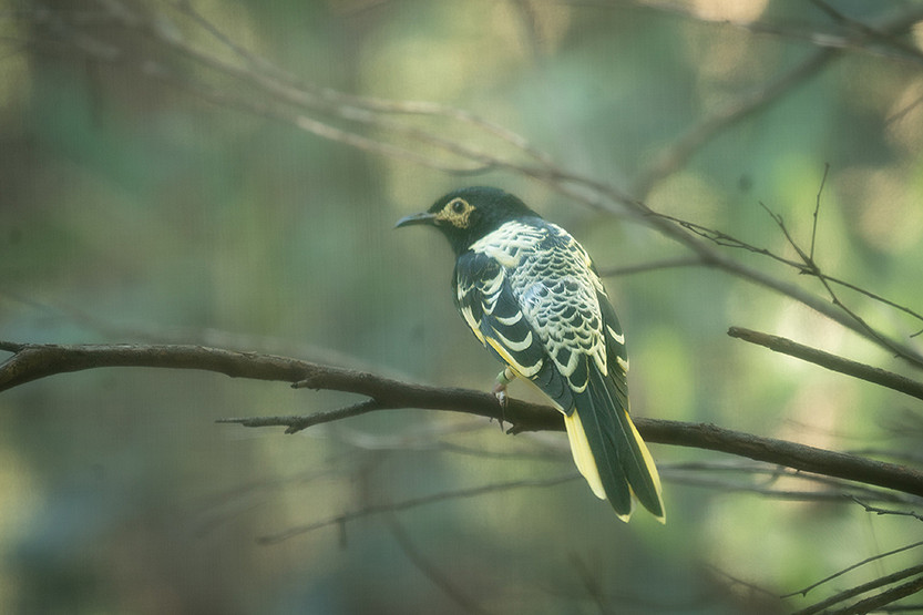 Rare honeyeaters are a sweet sight at Melbourne Zoo