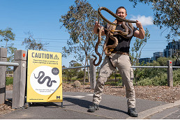Snakes sighted at Maribyrnong River, residents urged to be vigilant