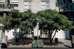 Street trees