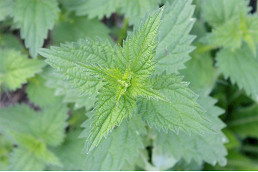 Stinging nettle