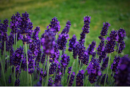 Lavender (Lavandula)