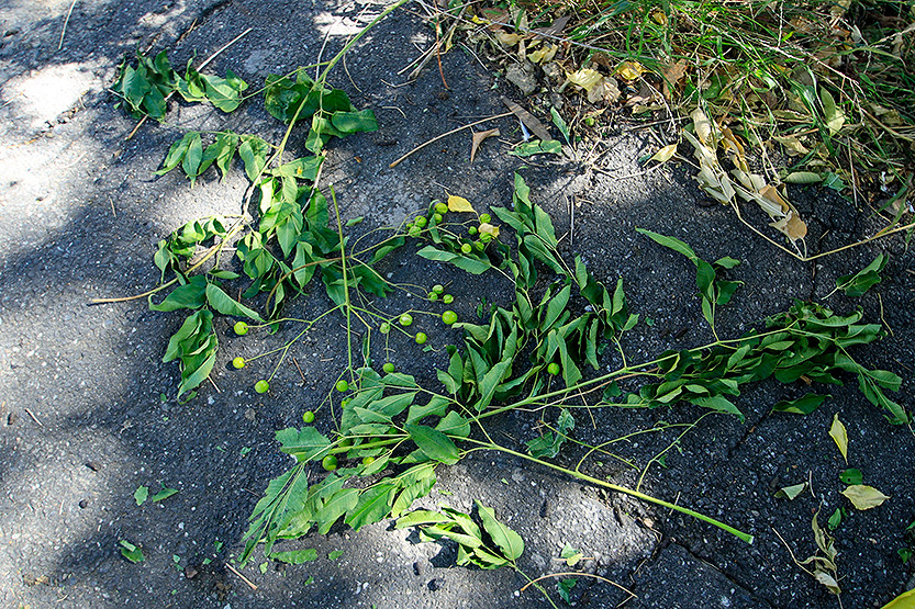 Is the City of Melbourne taking the right approach to greening?