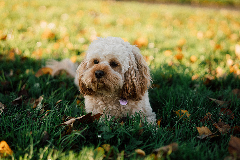 Locals invited to have their say on Clayton Reserve Dog Park upgrade