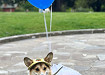 55-Halloween-Dogs-2.jpg