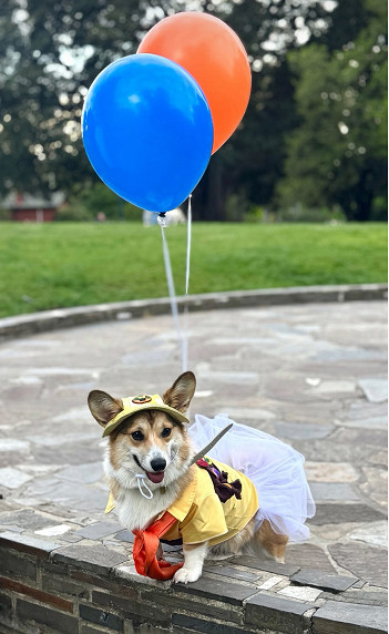 Dogs take over Flagstaff Gardens for Halloween