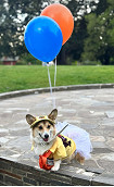 Dogs take over Flagstaff Gardens for Halloween