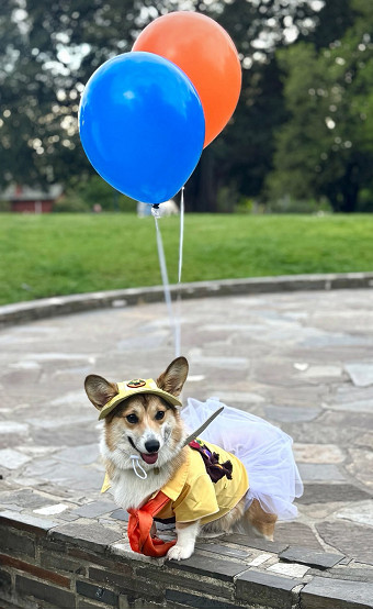 Dogs take over Flagstaff Gardens for Halloween