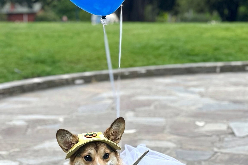 Dogs take over Flagstaff Gardens for Halloween