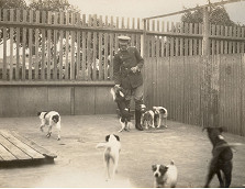 The founding of North Melbourne’s Lost Dog’s Home - 1913