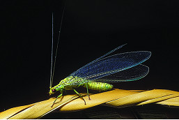 90-Column-Nature-Lacewing.jpg