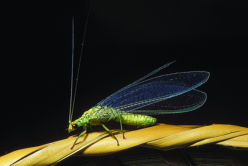 90-Column-Nature-Lacewing.jpg