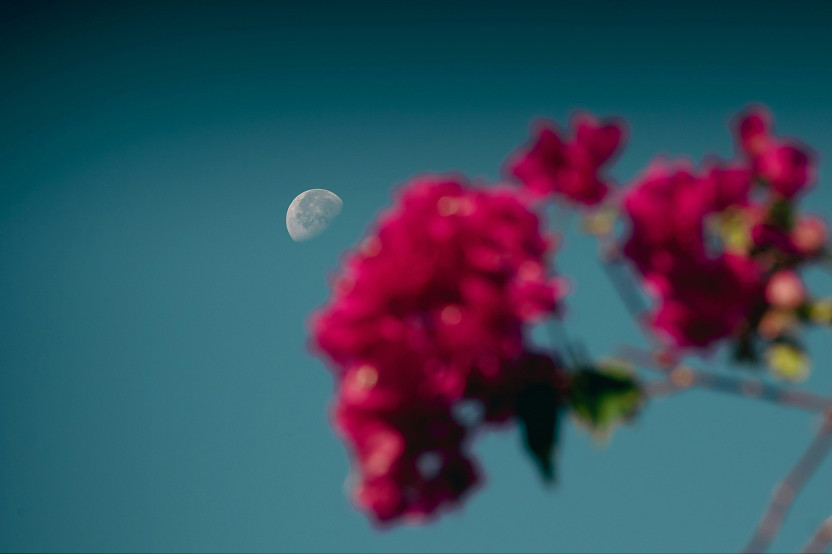 Reconnect with nature by moon planting