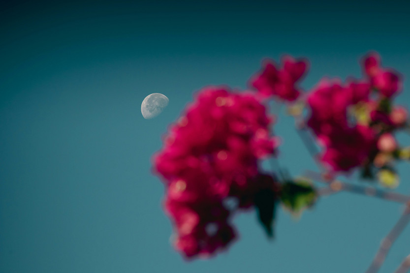 Reconnect with nature by moon planting